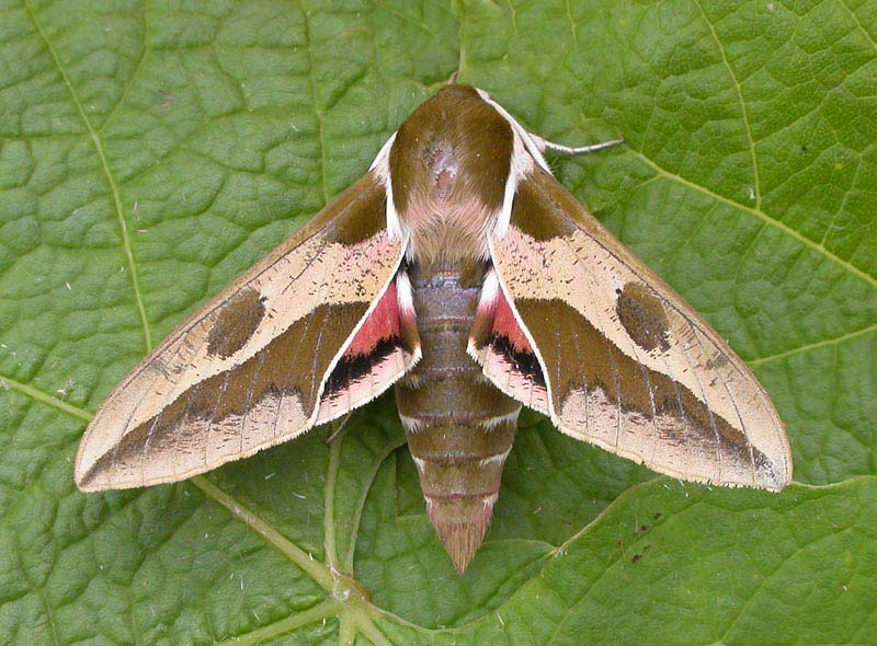 Adult Moths 34