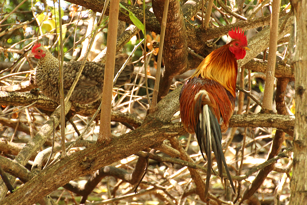 Red Junglefowl have a cowl of chesnut neck feathers, brilliant red 