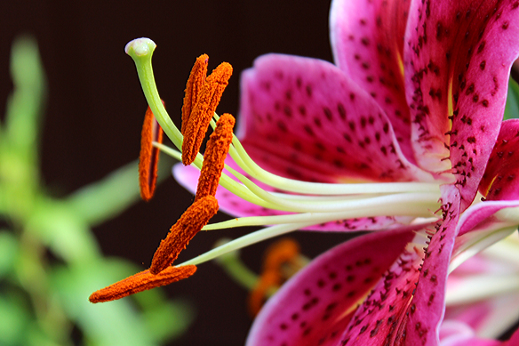 https://bybio.files.wordpress.com/2012/07/asiatic-lily-anthers.jpg