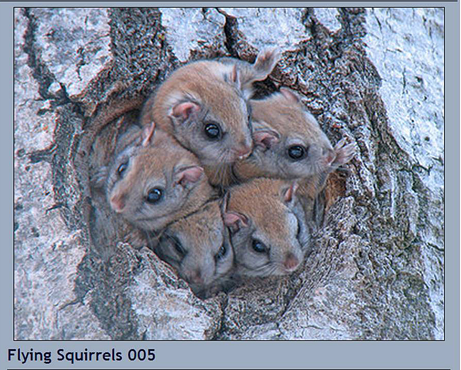 Image result for squirrels nest