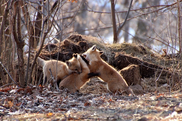 Three kits continually engaged in chase and wrestle maneuvers.