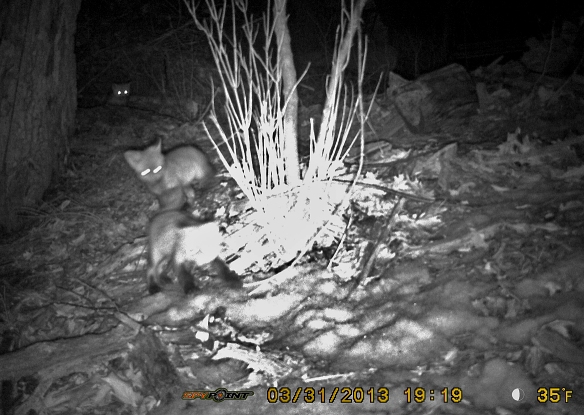 Two kits playing near a bush and one back on the ledge in front of the den.  The camera illumination is infra-red; they are not getting blasted with a flash.