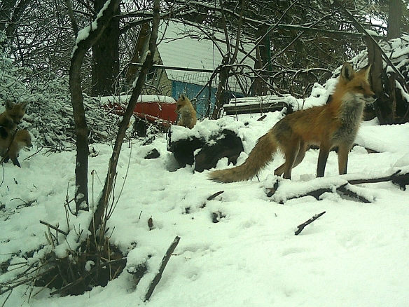 Mother Fox keeps a watchful eye either from the den entrance or the top of the compost pile to the far right. 
