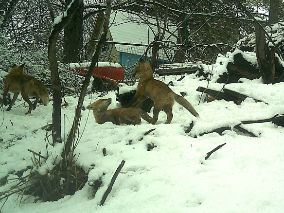 red fox and kits-0411