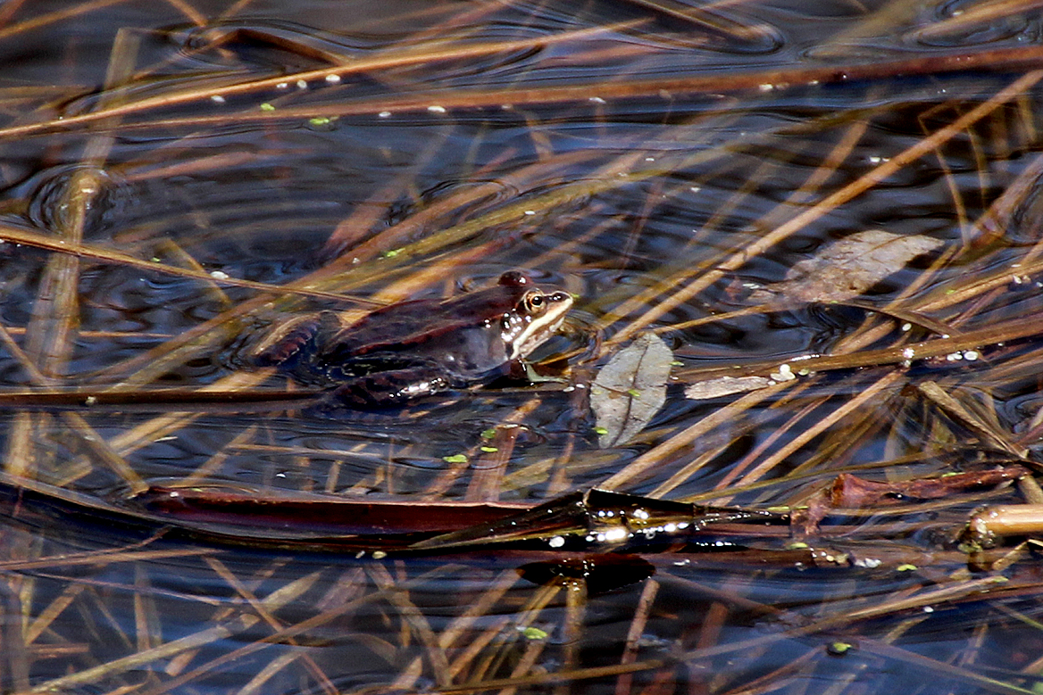 wood frog, Rana sylvatica