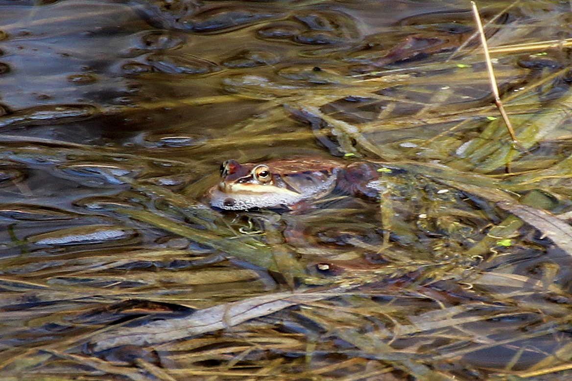 Wood frogs sit horizontally in the water Ilike the leopard frogs, emitting sort of a quacking call that sounds like it should be coming from a duck.