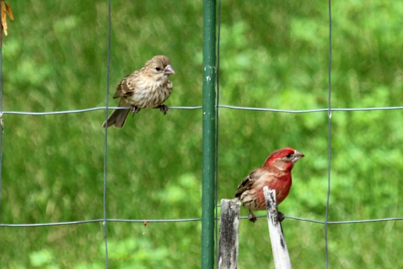 Four fledgling House Finches bombarded their dad, urging him to find them some food.  At one point they all sat on the fence directly above him, noisily chirping away.  He looks unconcerned about it.