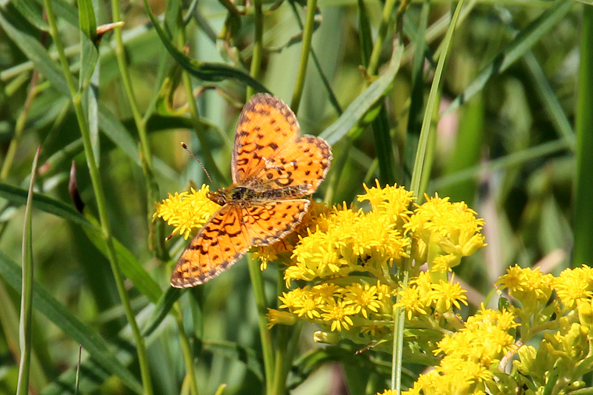 A Bog Fritillary on an early blooming Goldenrod