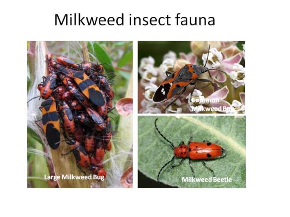 milkweed insects