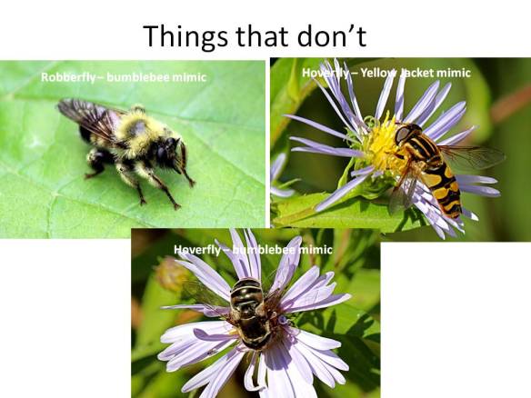The mimics might even try to act like their models -- hovering in front of flowers (hoverflies) or between perch sites (robberfly)