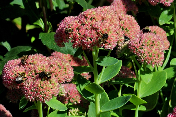 Bumblebees, honeybees, and green sweat bees ignored each other as they crawled over the open flower heads of this Autumn Joy Sedum (a member of the stonecrop family).