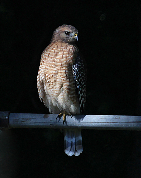 Sitting in the sun to digest its mouse meal, this Red-shouldered Hawk is a stark contrast against the dark forest background.