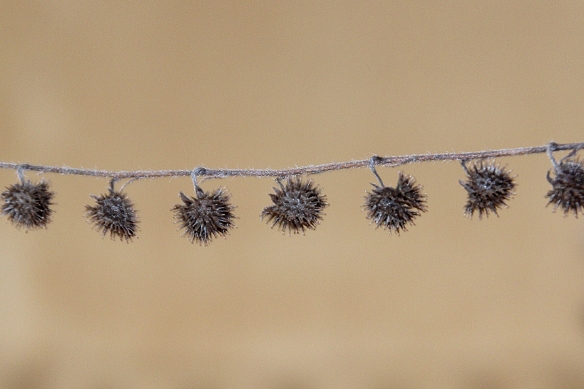 The rounded sticky bur contains four nutlets that face each other, with their prickles facing outward to latch onto whatever touches them (including each other). 