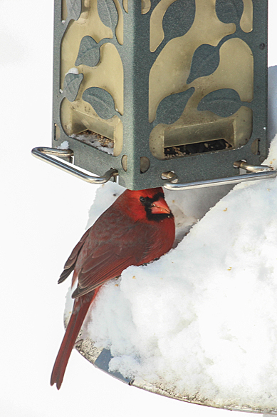 A bunch of sunflower seeds had piled up underneath the feeder, and I assume the cardinal dug through the snow to find them.