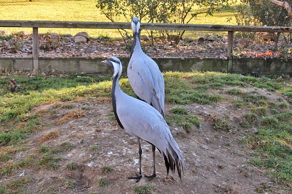 Actually, like other crane species that mate for life, this pair of Demoiselle Cranes cement their pair bond by doing a little dance with each other.