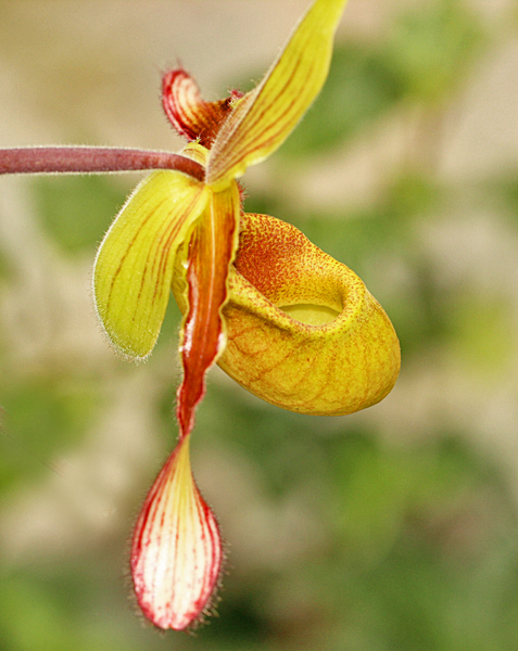 Good depth of field in this lady slipper orchid as well -- the flower was posed at an impossible angle.
