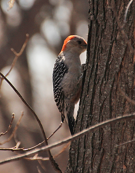 A Red-bellied Woodpecker found this sap flow on a small maple tree, and enjoyed several minutes of sap-lapping.