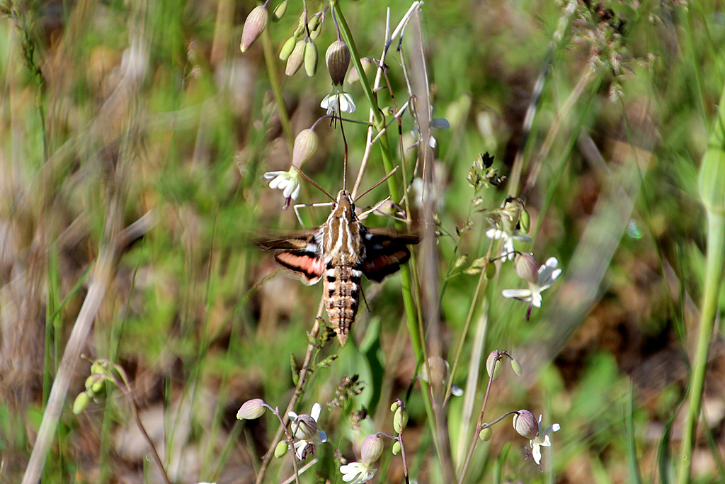 It hovered just like a hummingbird, but it's a not a bird.  It's a hummingbird moth, AKA the White-lined Sphinx Moth.