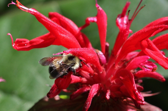 Bumblebee obtaining nectar from Scarlet Beebalm