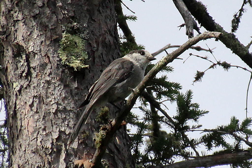 Gray Jays replace Blue Jays in the mixed forest.