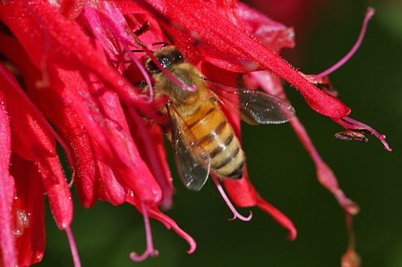 Honeybee obtaining nectar from scarlet beebalm