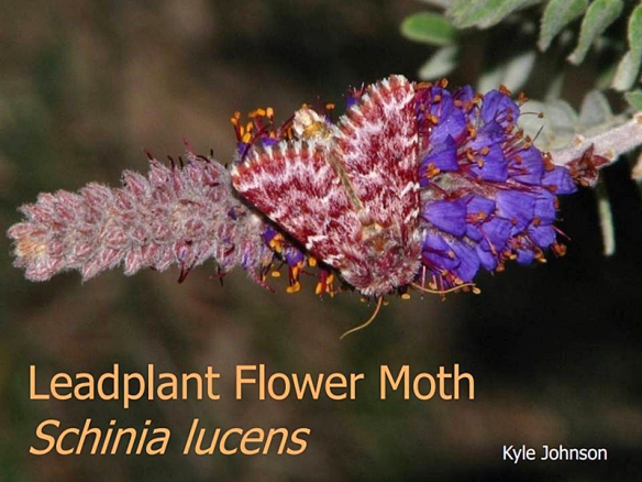 leadplant flower moth, Schinia lucens, on Leadplant