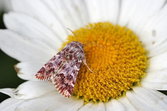 leadplant flower moth, Schinia lucens, nectaring on a Shasta Daisy