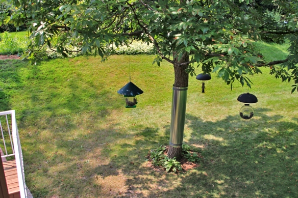 squirrel-proof bird feeders