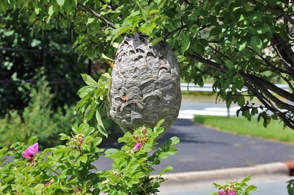bald-faced hornet nest