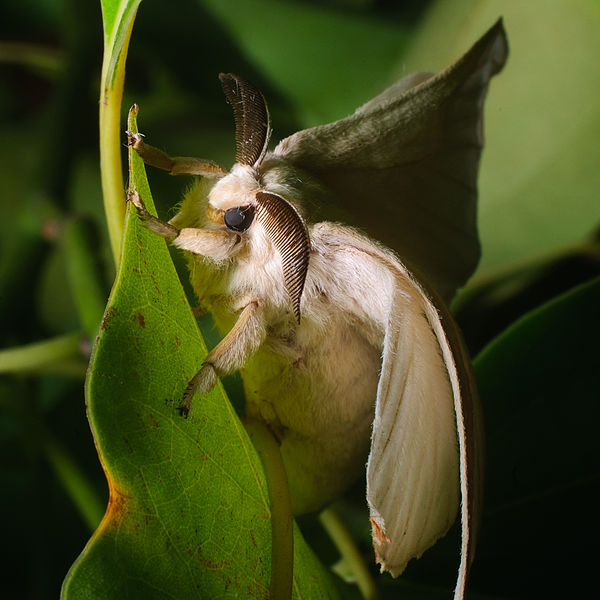 male silkworm moth - Ash Bowie-Wikimedia Commons