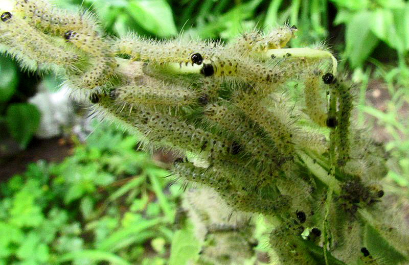 milkweed tussock moth larvae
