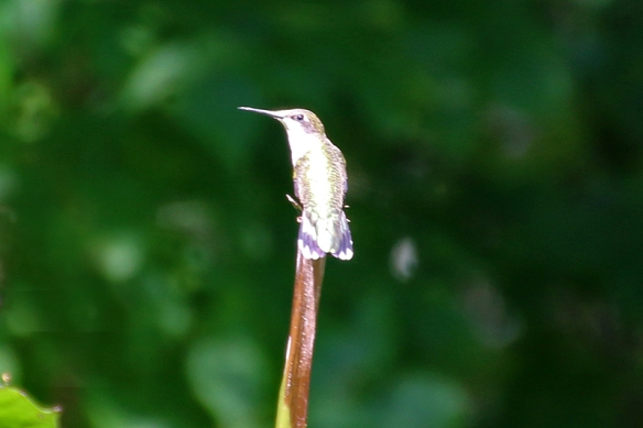 ruby-throated hummingbird-overexposed; scene exposed with evaluative metering mode