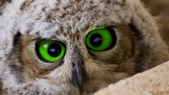 green-eyed owl