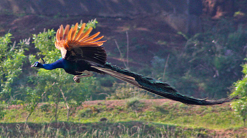 Peacock_Flying-Wikipedia copy