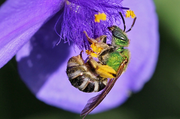 sweat bee on spiderwort