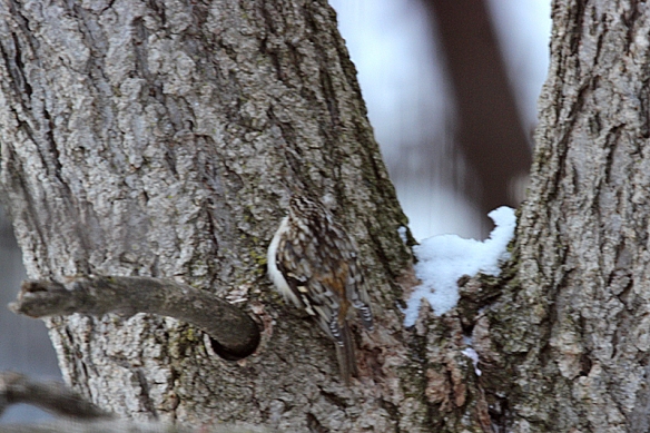 brown creeper camouflaged against tree bark