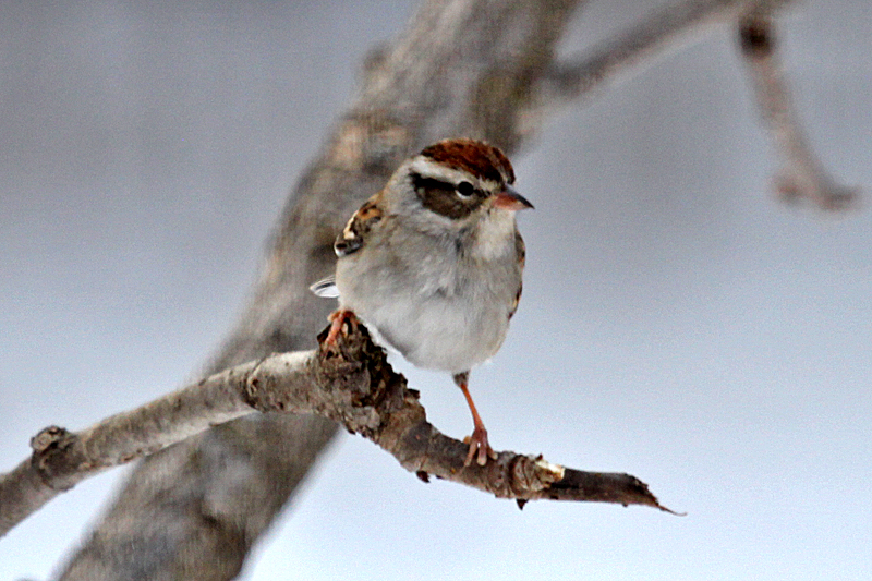 chipping sparrow in Minnesota in January
