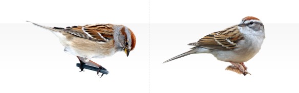 chipping vs tree sparrow plumage