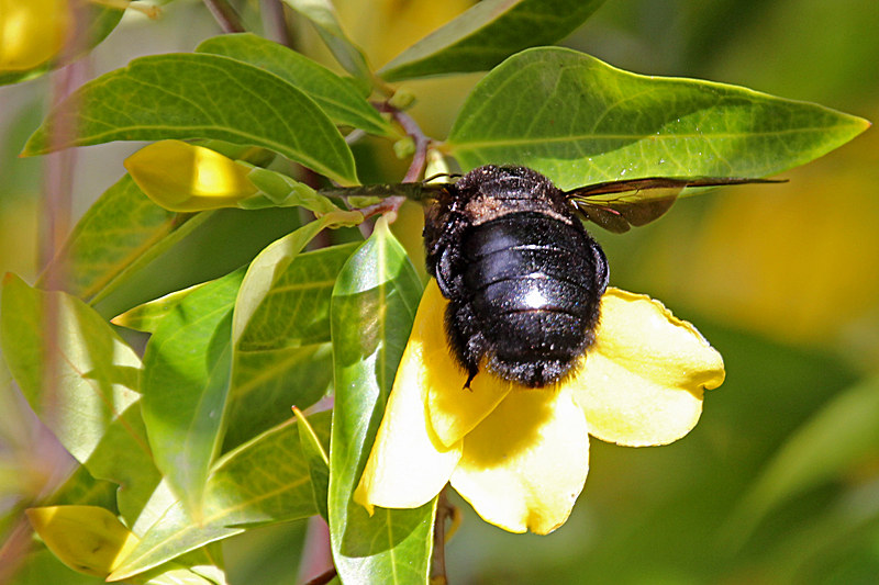 Big Black Bee Back Yard Biology.