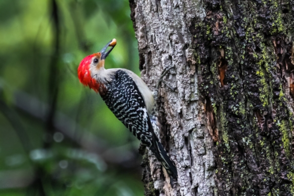 red-bellied woodpecker with peanut-