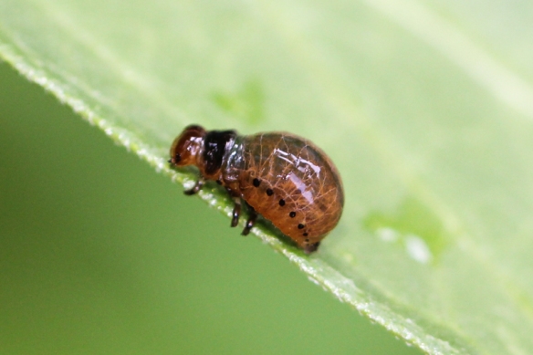 labidomera larva-mid size