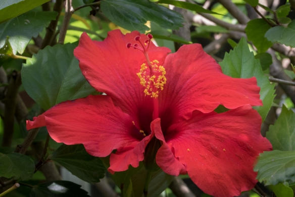 red hibiscus flower-
