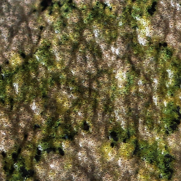 gray treefrog color-closeup