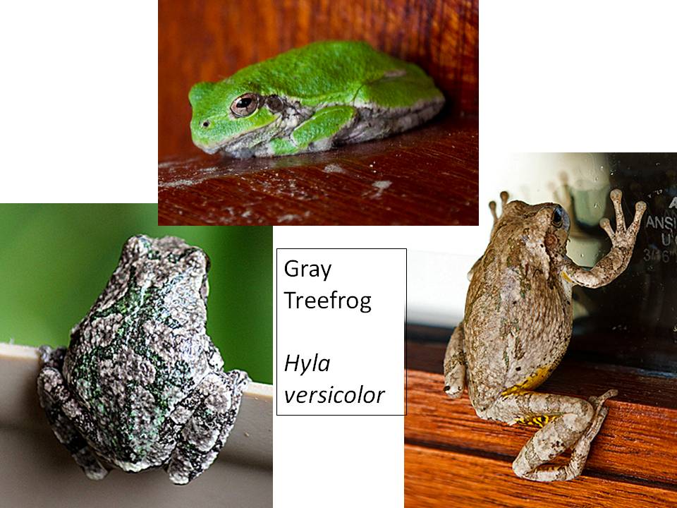 Gray Treefrog, Hyla versicolor