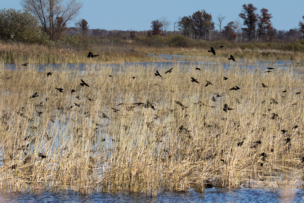 Crex Meadows-Red-winged Blackbirds