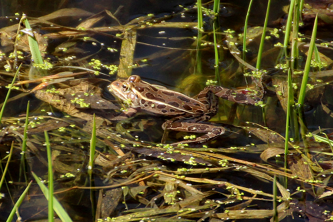 leopard-frog-swimming