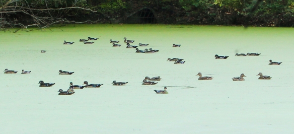 mallards and wood ducks on a duckweed pond-