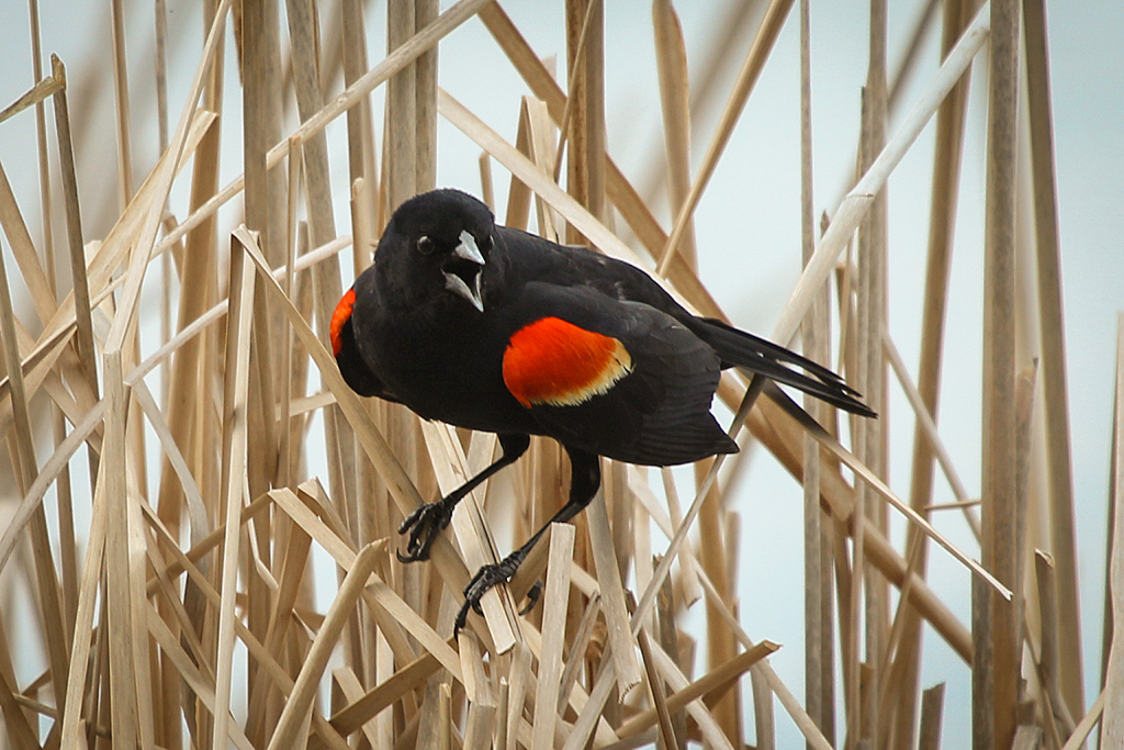 Red-winged Blackbird male-