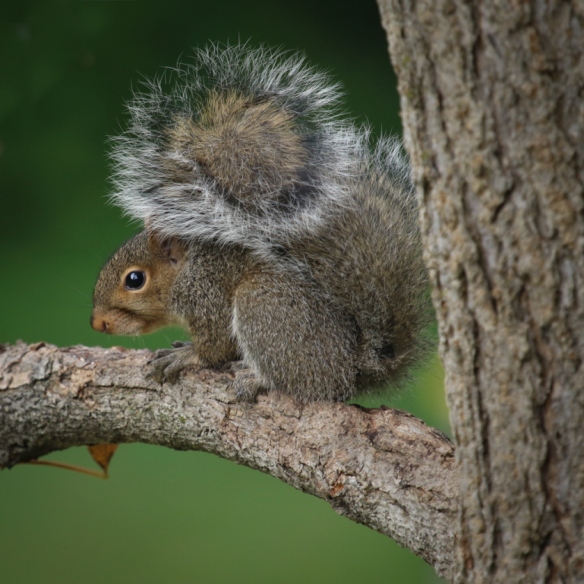 gray-squirrel-