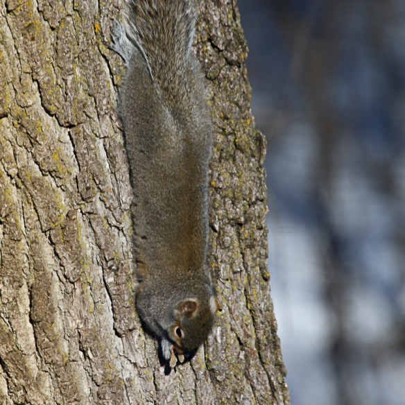 gray squirrel eating amur maple seeds-